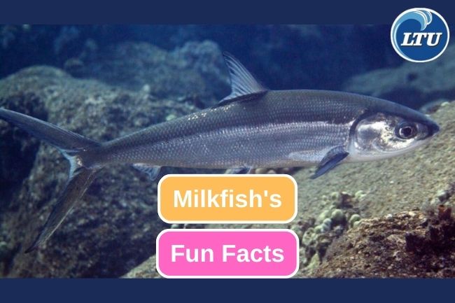 Here are 10 Fun Facts of Milkfish